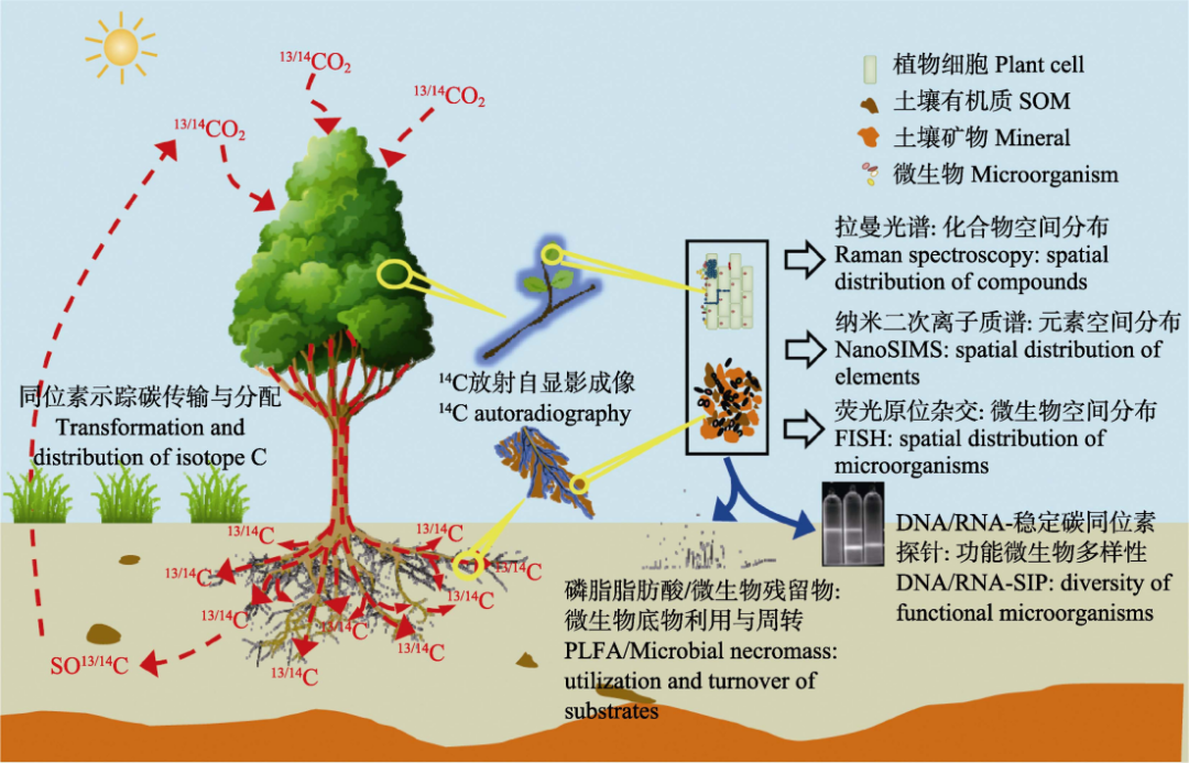 【熱點Focus】碳同位素示蹤技術(shù)及其在陸地生態(tài)系統(tǒng)碳循環(huán)研究中的應(yīng)用與展望